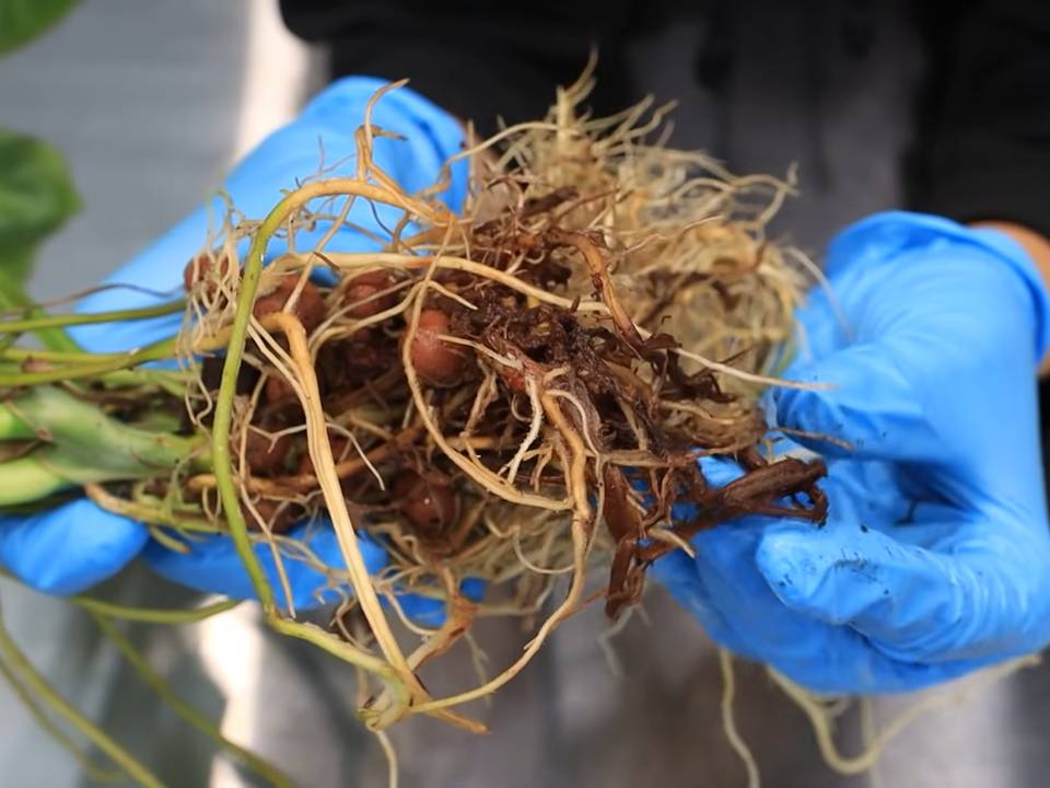 ROOT ROT