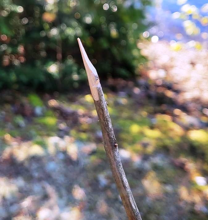 SHARP STICK