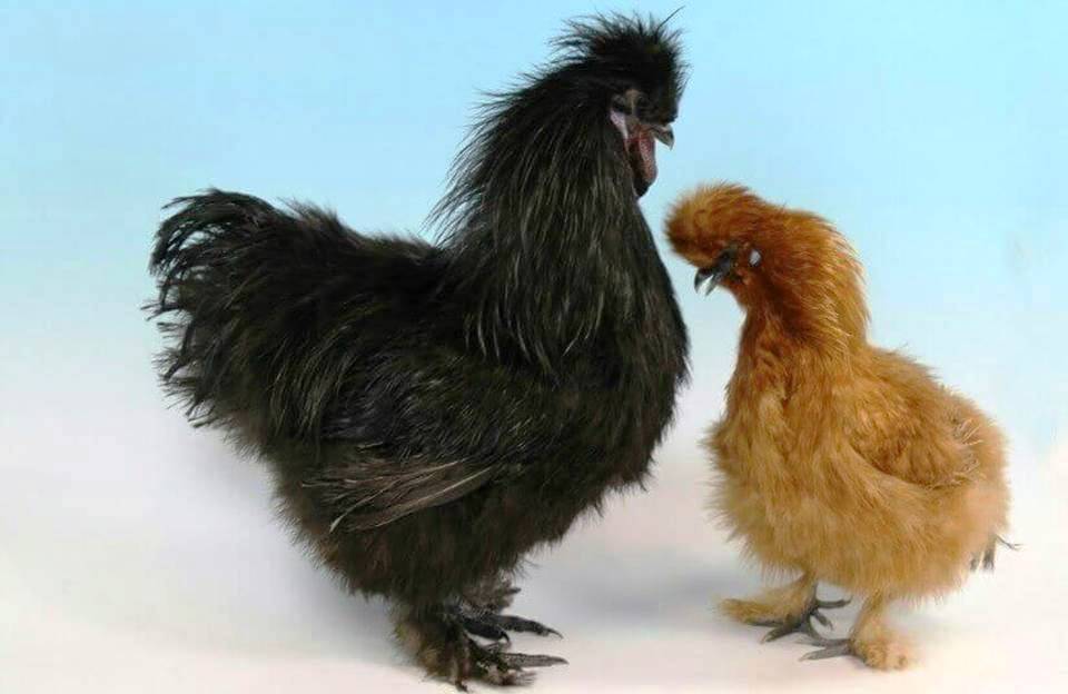 SILKIE