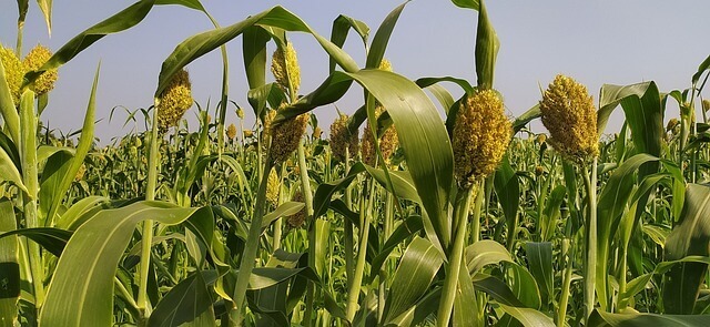 Sorghum