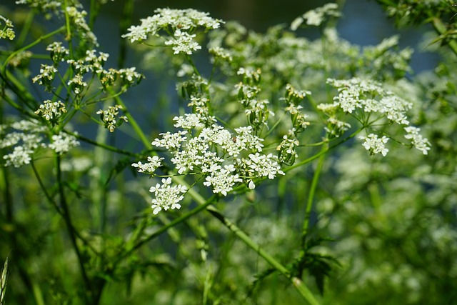 WATER HEMLOCK