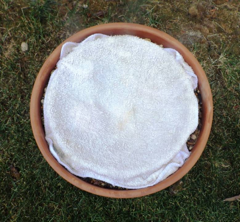 WET CLOTH ON ZEER POT