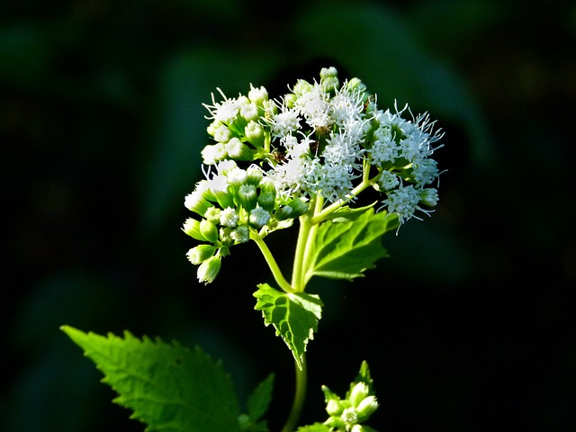 WHITE SNAKEROOT