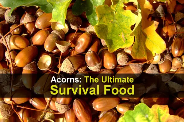 Acorns: The Ultimate Survival Food