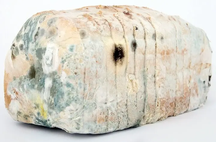 Aged Loaf of Bread With Mold