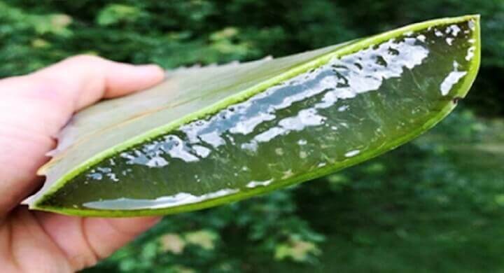 Aloe Vera Cut