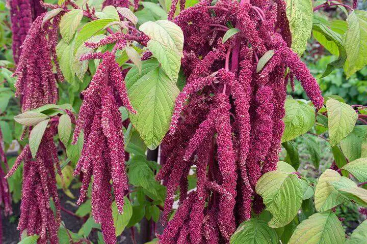 Amaranth Flowers and Leaves