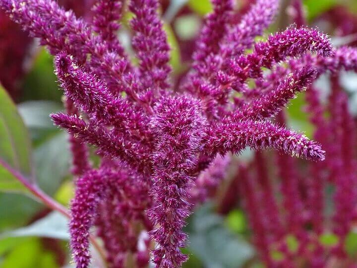 Amaranth Plant
