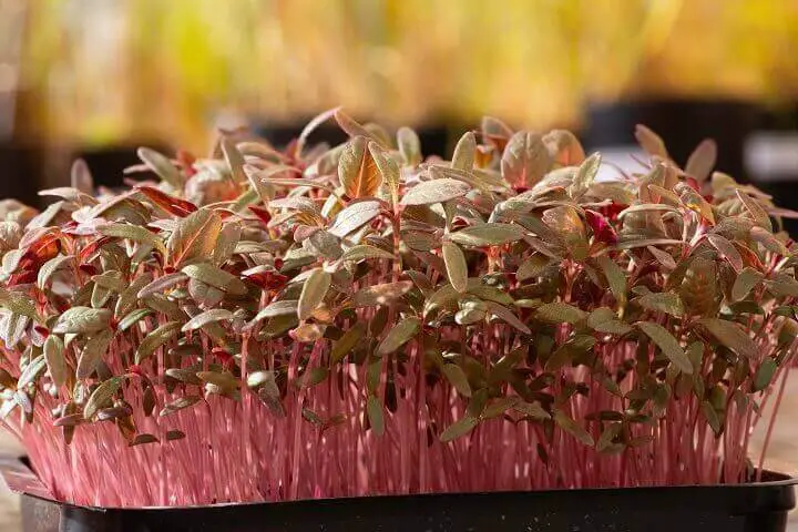 Amaranth Seedlings