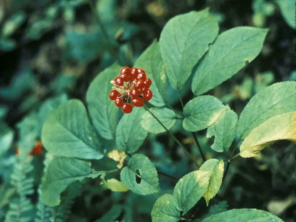 American Ginseng (Panax quinquefolius)
