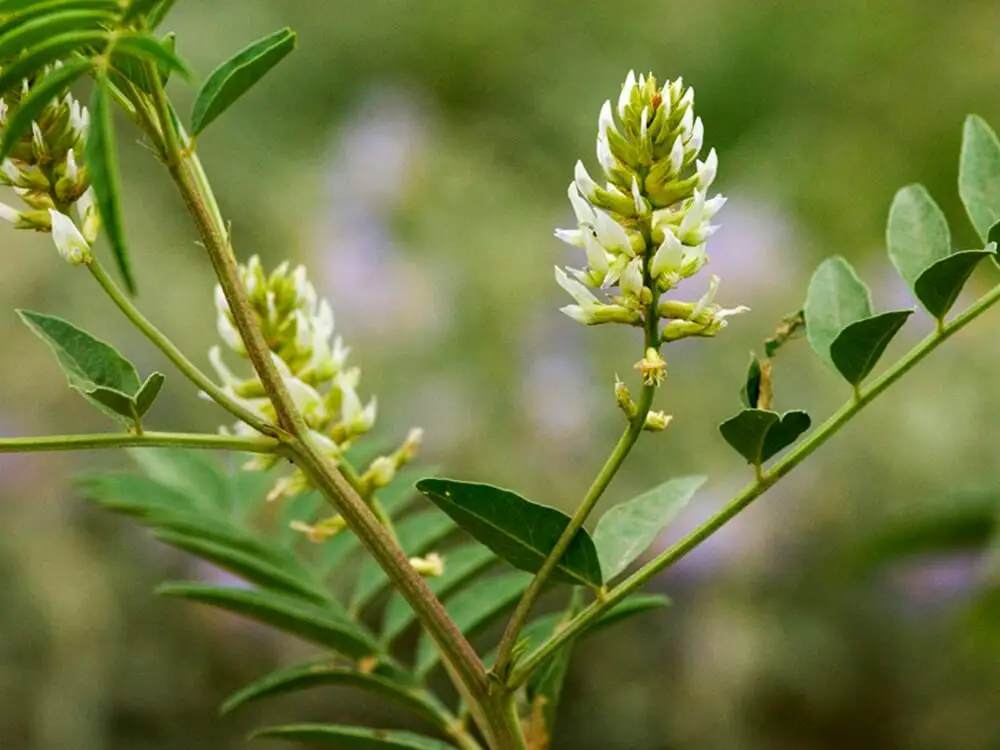 Wild Licorice (Glycyrrhiza lepidota)