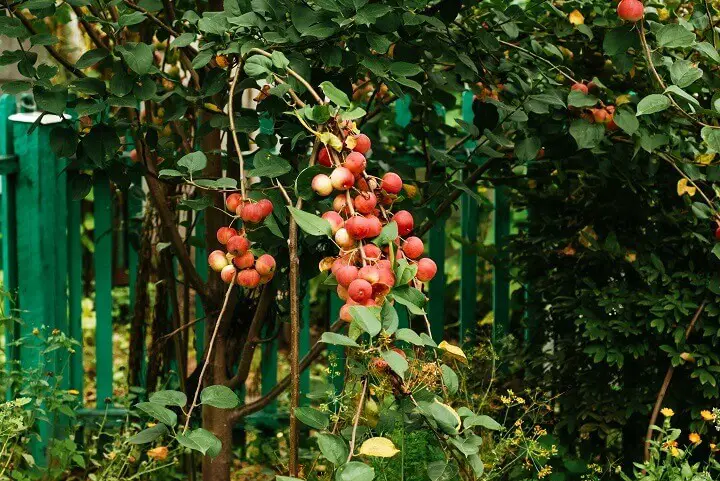 Apples on Branch in Front of House