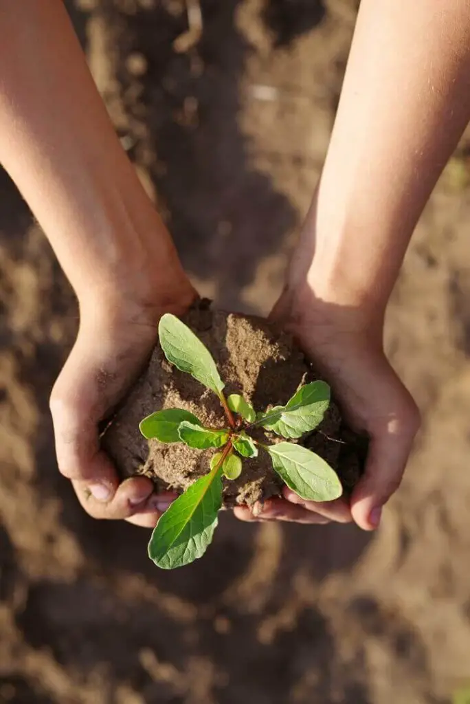Arugula Plant In Hands Of Child