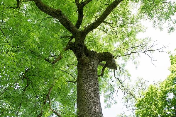 Ash Tree | Trees Every Prepper Should Know
