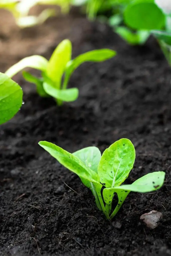 Baby Bok Choy Plants In Ground