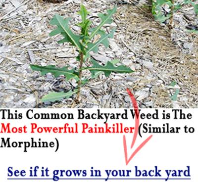 Backyard Weed Painkiller