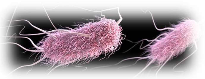 Bacteria Up Close