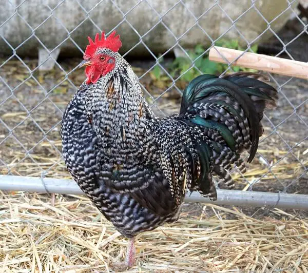 Barred Rock Plymouth Chicken