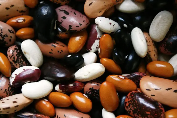 Beans Variety