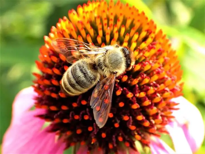 Bee On A Flower