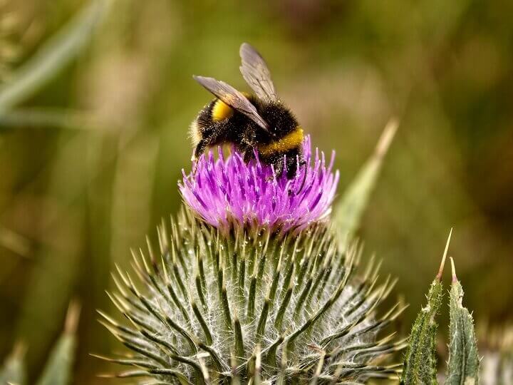 Bee Pollinating Flower