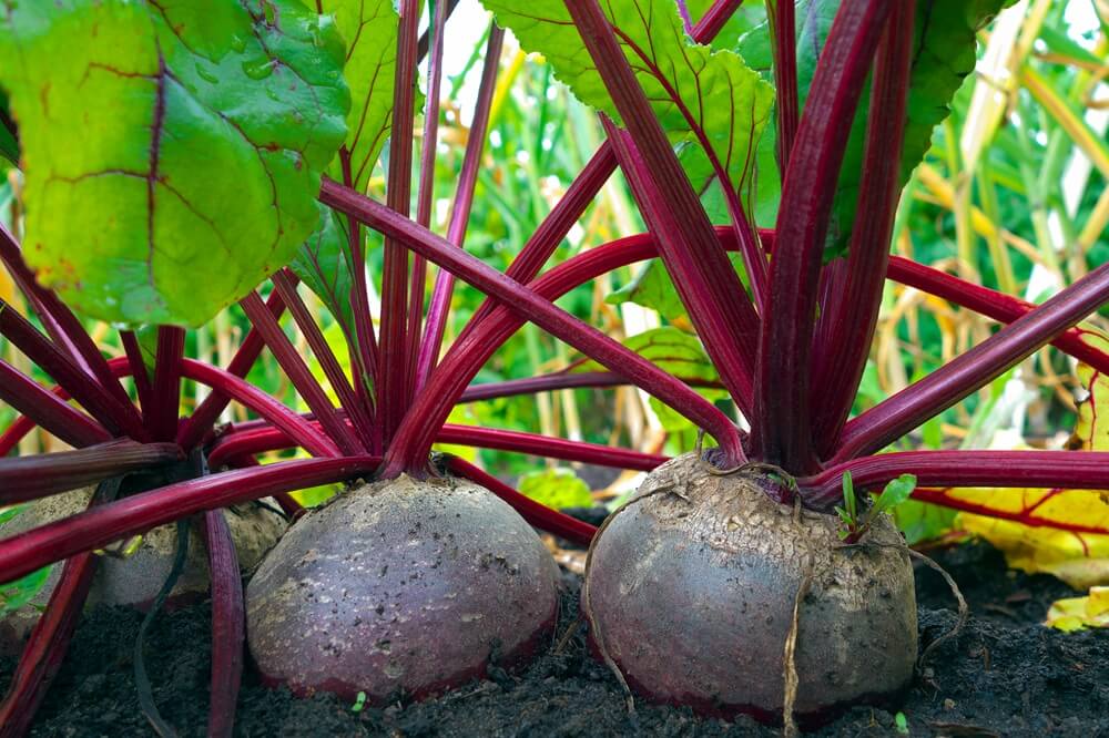 Beet Plant Up Close