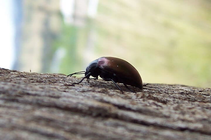 Beetle On A Log