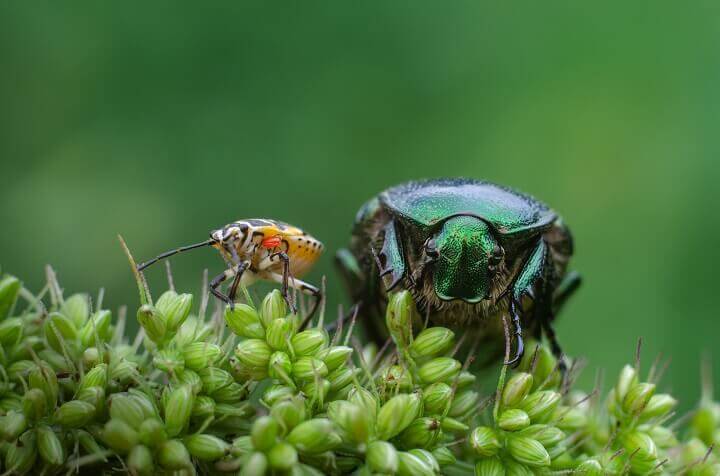 Beetles on a Plant
