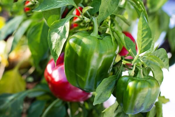 Bell Pepper Plant