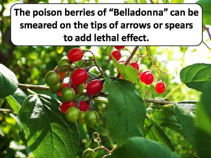 Belladonna Berries