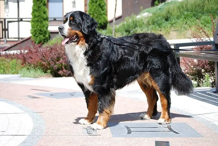 Bernese Mountain Dog Breed