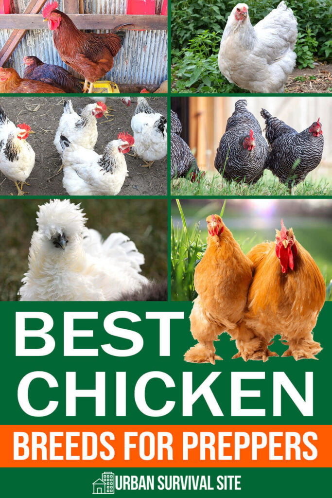 Best Chicken Breeds for Preppers