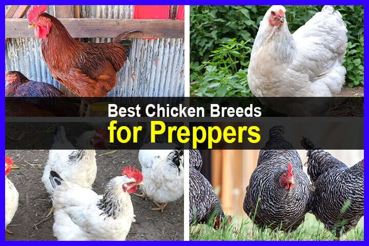 Best Chicken Breeds for Preppers
