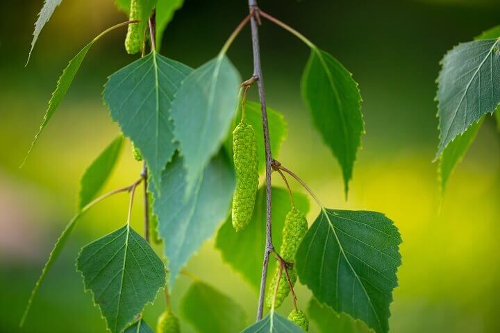 Birch Leaves on Branch