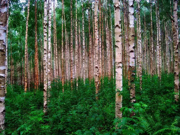 Birch Trees | Trees Every Prepper Should Know