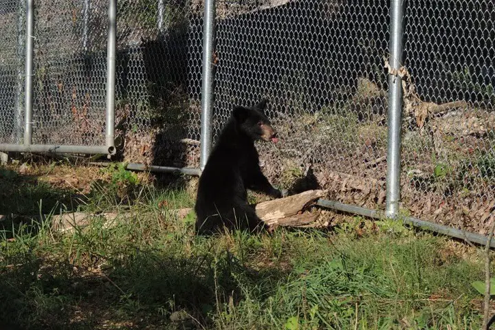 Black Bear by Chain Link Fence