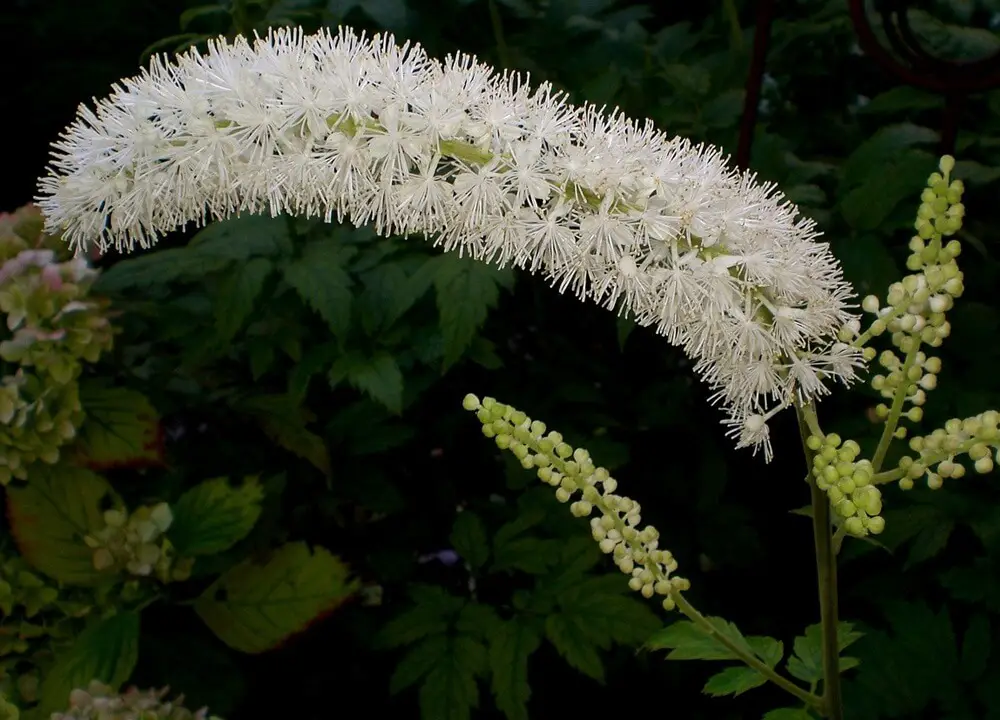 Black Cohosh (Actaea racemosa)