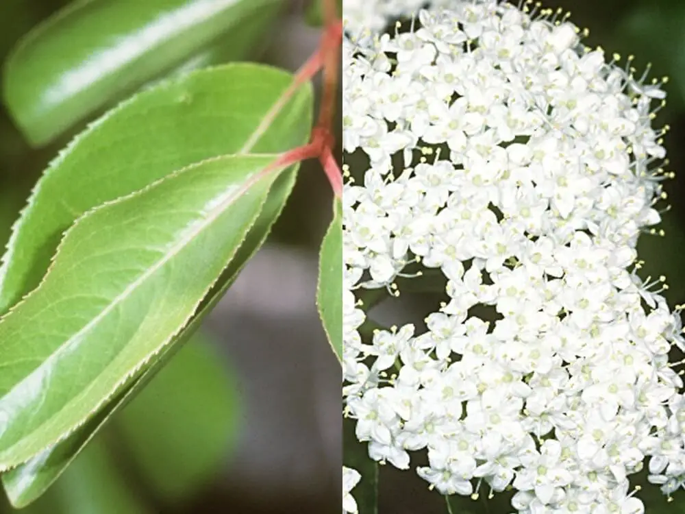 Black Haw (Viburnum prunifolium)