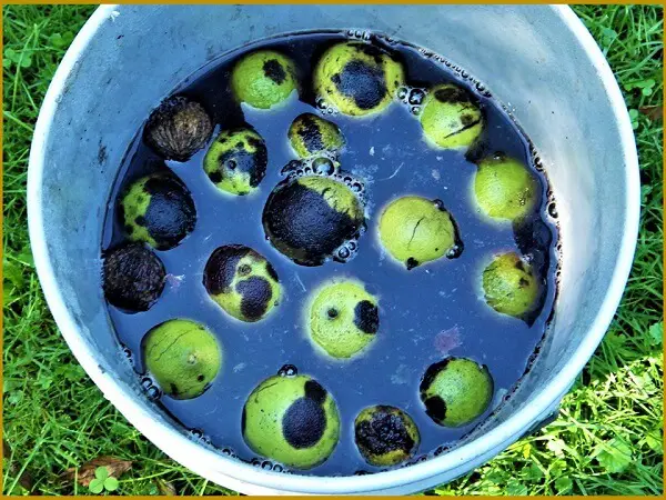 Black Walnuts Soaking In Water