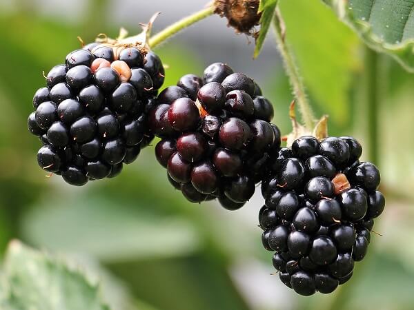 Blackberry | Native American Herbs