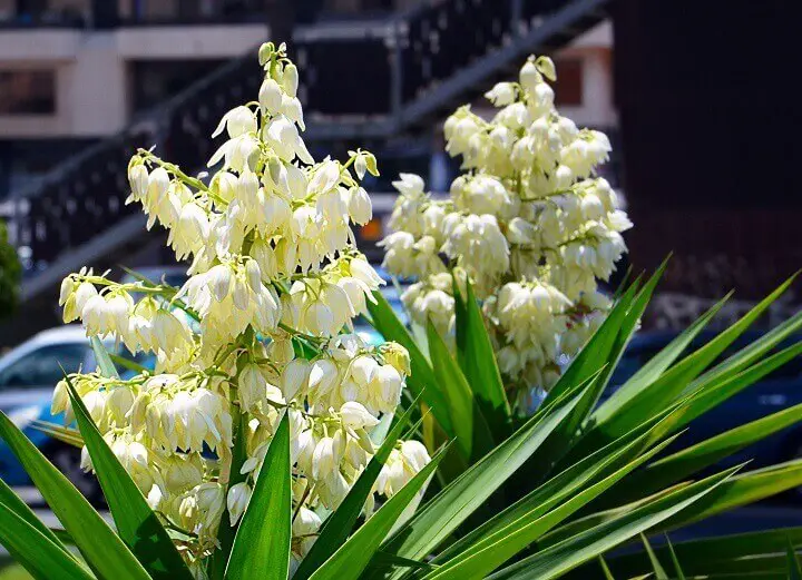 Blooming Yucca Plant