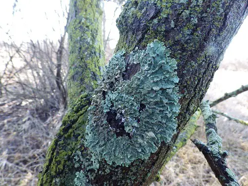 Large blue green lichen