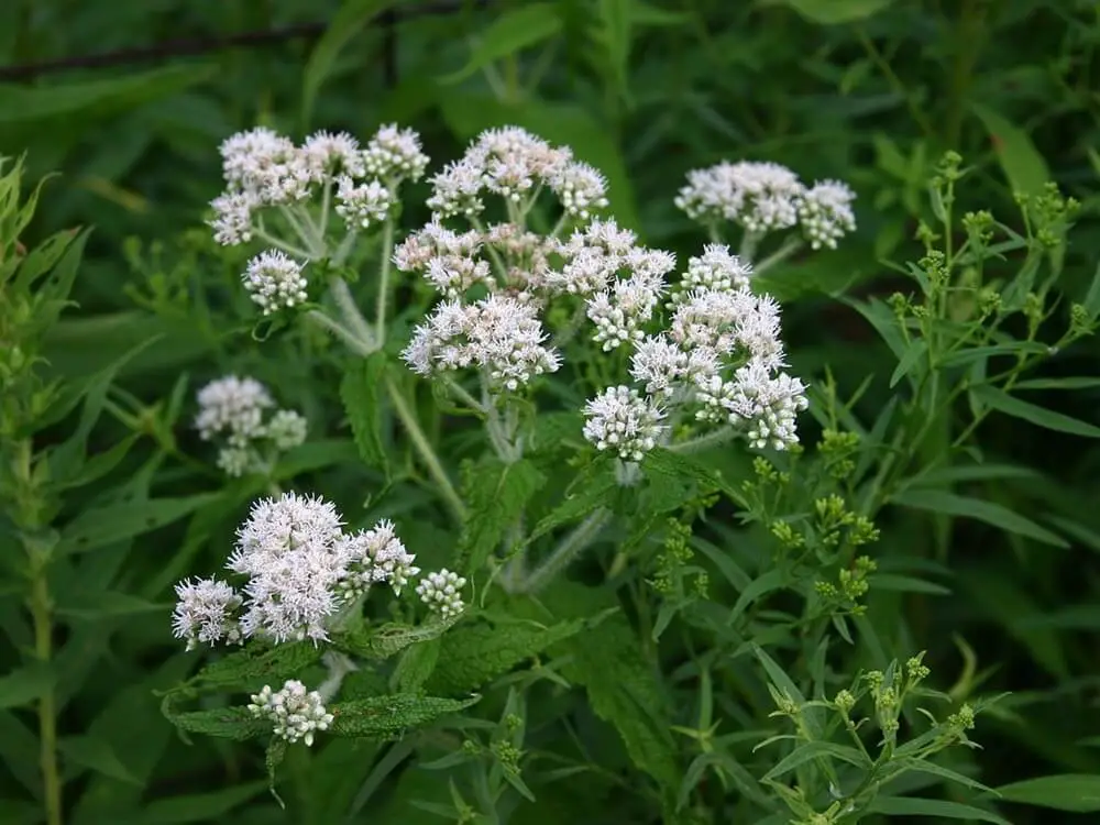 Boneset (Eupatorium perfoliatum)