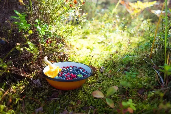 Bowl of Wild Foraged Berries and Mushroom