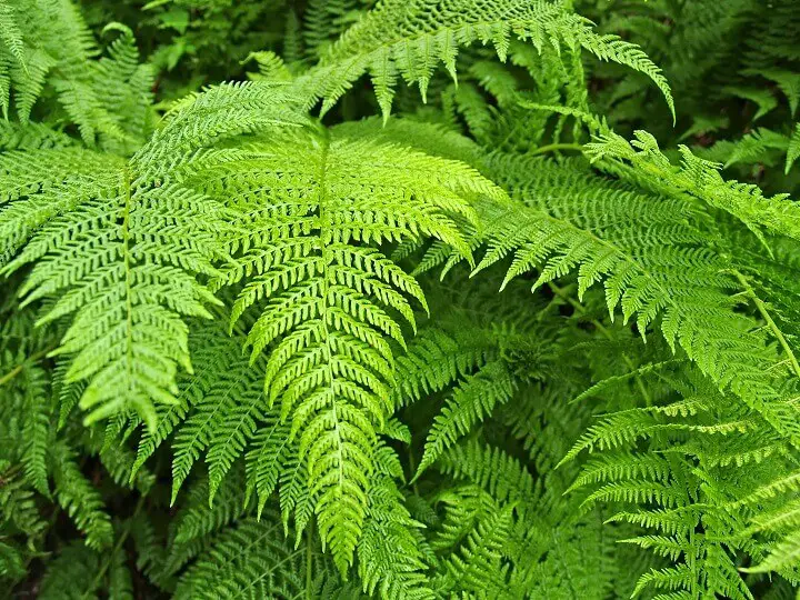 Bracken (Pteridium aquilinum)
