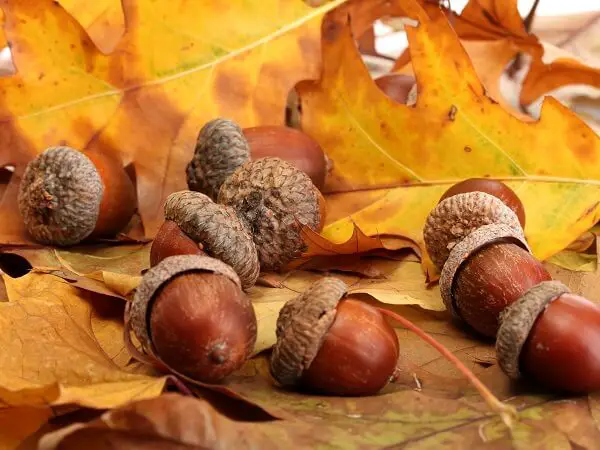 Brown Acorns & Autumn Leaves