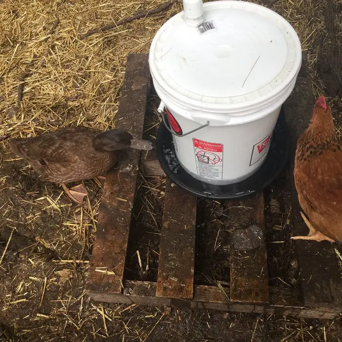 Bucket Chicken Waterer