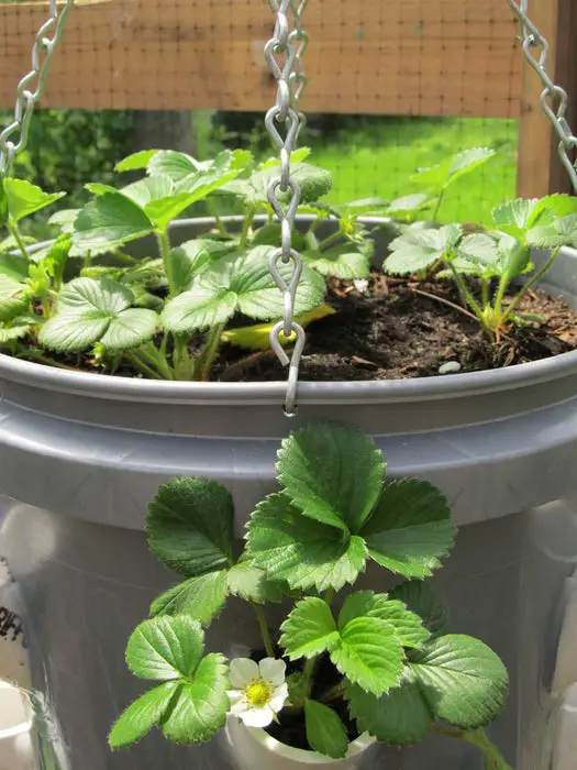 Bucket Strawberry Planter