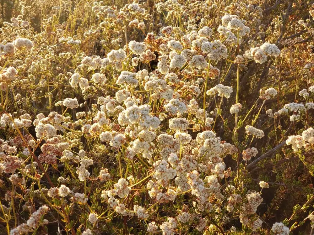 Buckwheat