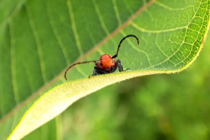 Bug Sitting On A Leaf